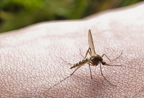 Picadura de mosquito como causa de infestación de parásitos