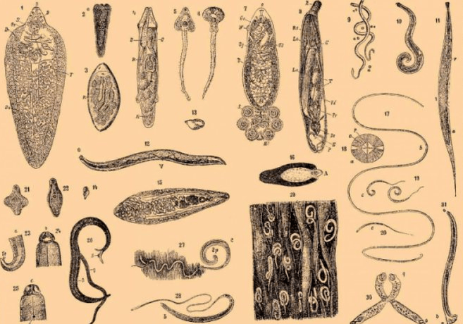 Tipos de parásitos en el cuerpo humano