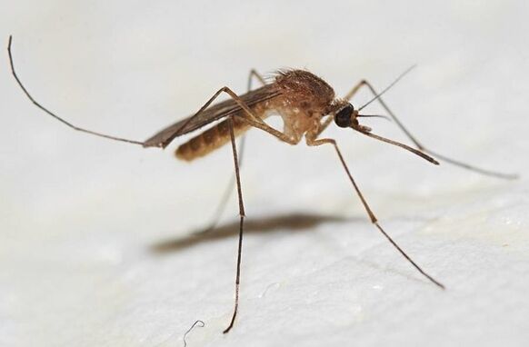 Los mosquitos son los principales portadores de parásitos cutáneos. 